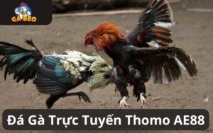 Đá Gà Trực Tuyến Thomo Tại AE888