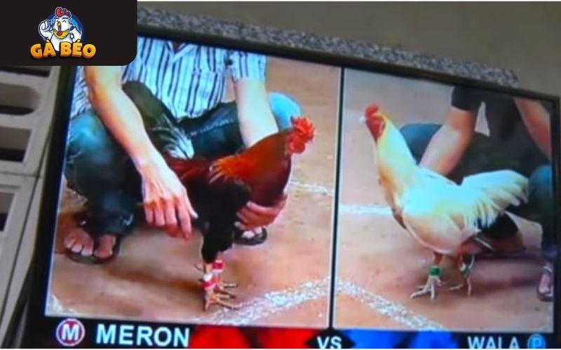 Trận đấu được phát sóng với hình ảnh chất lượng sắc nét Trận đấu được phát sóng với hình ảnh chất lượng sắc nét