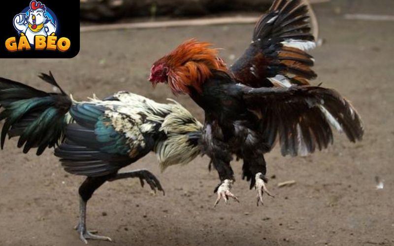 Các trận đá gà tại ALO789 được phát sóng trực tuyến với hình ảnh sắc nét Các trận đá gà tại ALO789 được phát sóng trực tuyến với hình ảnh sắc nét