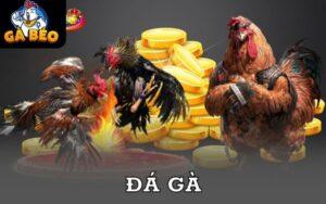 Đá Gà ALO789