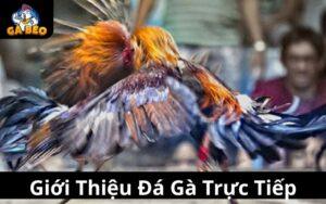 Giới thiệu Đá Gà Trực Tiếp