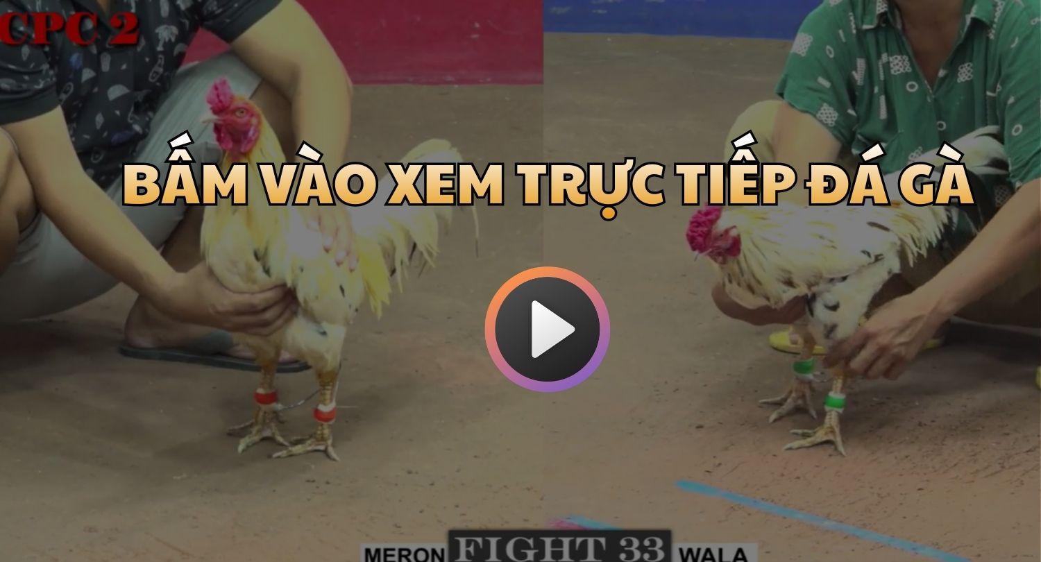 Xem Trực Tiếp Đá Gà