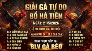 Thông Báo Giải Gà Tự Do Bồ Hà Tiên 21/5/2026
